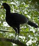 Black Curassow