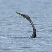 Anhinga d'Amérique