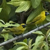 Cardinal flavert