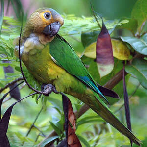 Conure cuivrée