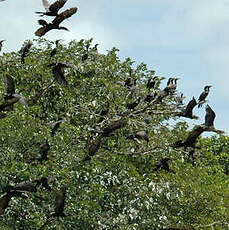 Cormoran vigua