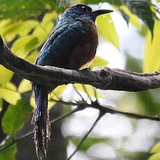 Grand Jacamar