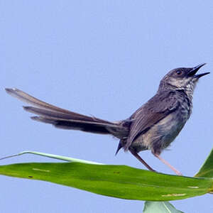 Prinia crinigère