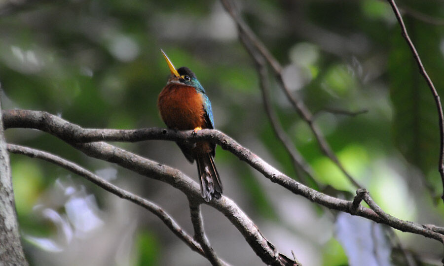 Yellow-billed Jacamar