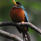 Jacamar à bec jaune