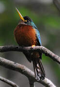 Yellow-billed Jacamar