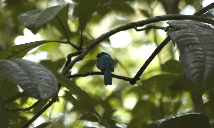 Jacamar à bec jaune