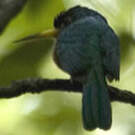 Jacamar à bec jaune