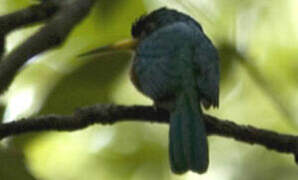 Yellow-billed Jacamar