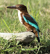 White-throated Kingfisher