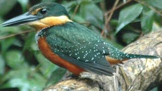 Green-and-rufous Kingfisher