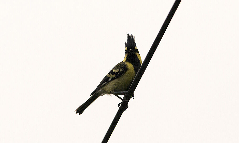 Himalayan Black-lored Tit