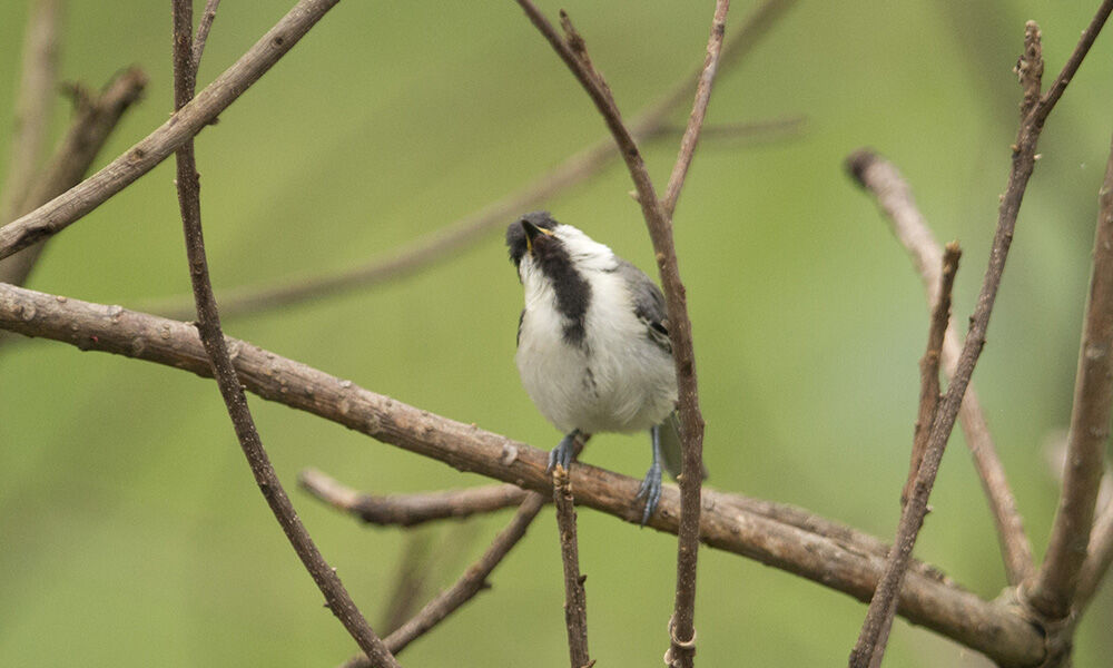 Cinereous Tit