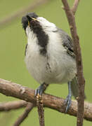 Cinereous Tit