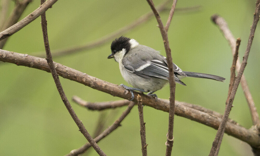 Cinereous Tit