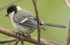 Cinereous Tit