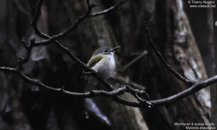 Short-tailed Pygmy Tyrant