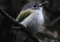 Short-tailed Pygmy Tyrant