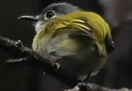 Short-tailed Pygmy Tyrant