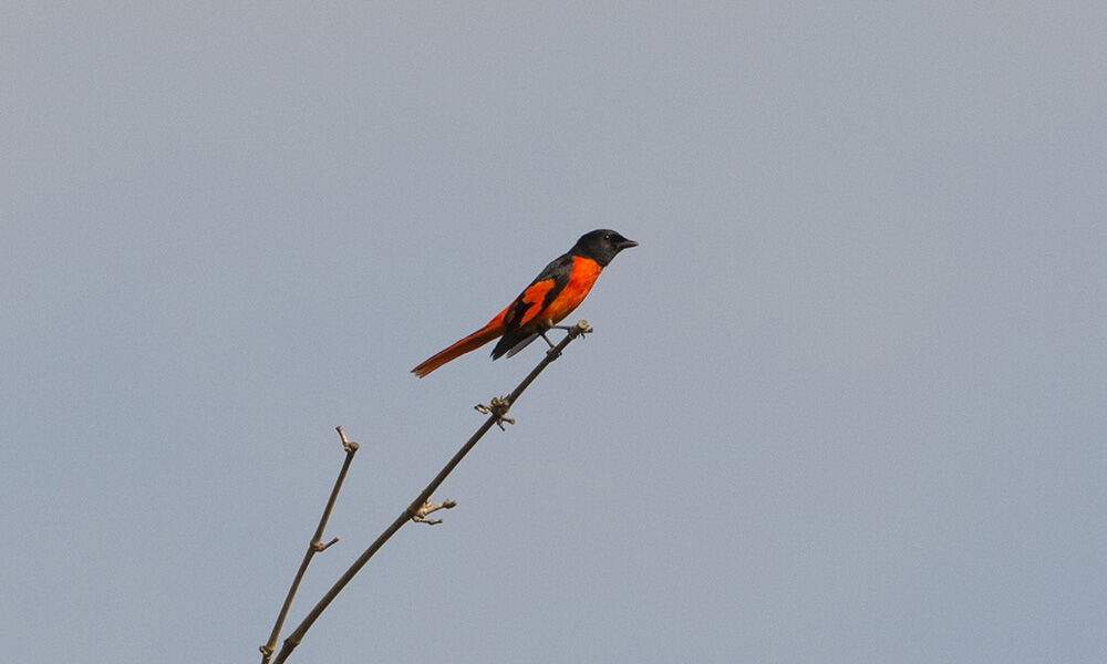 Minivet écarlate mâle adulte