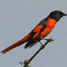 Minivet écarlate