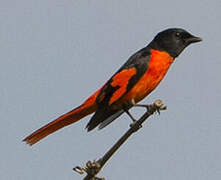 Scarlet Minivet