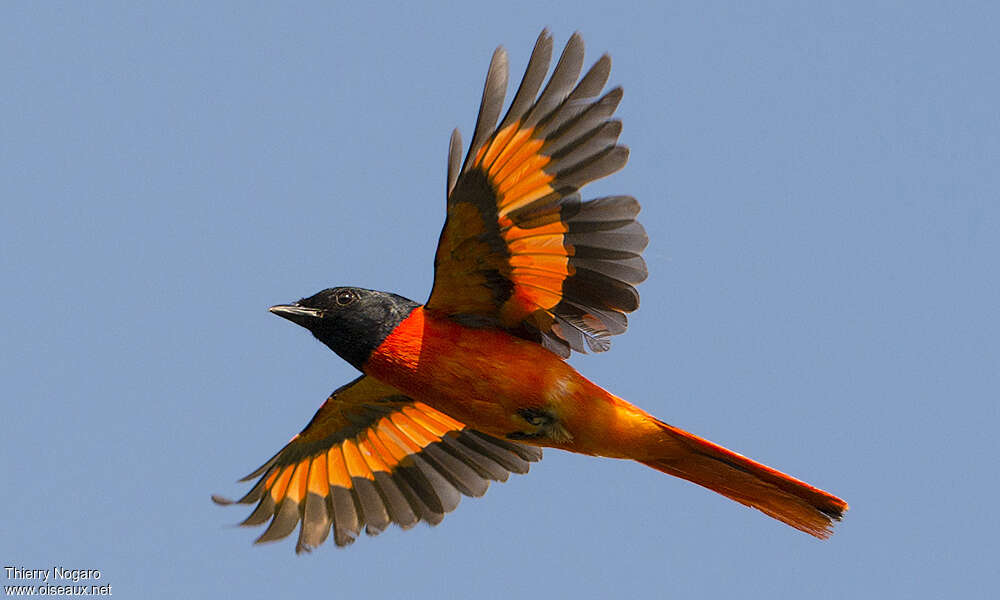 Scarlet Minivet - Pericrocotus speciosus male adult - thno140468