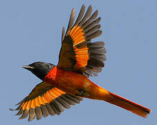 Scarlet Minivet