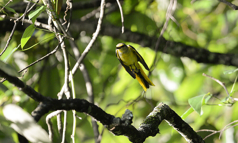 Minivet écarlate femelle adulte