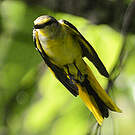 Minivet écarlate
