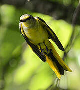 Scarlet Minivet