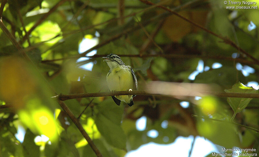 Pygmy Antwren