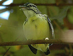 Pygmy Antwren