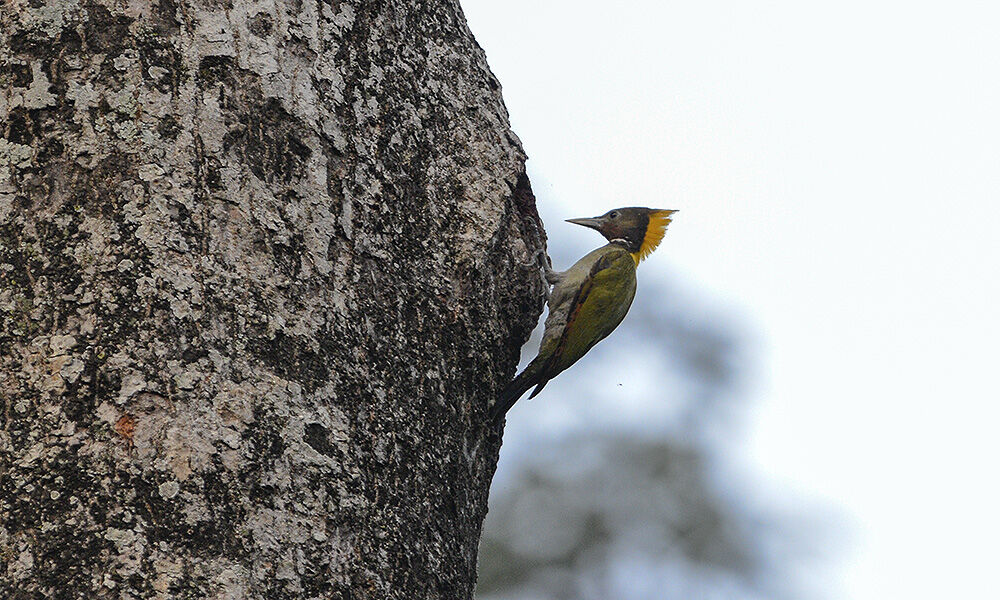 Greater Yellownape female adult