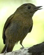 McConnell's Flycatcher