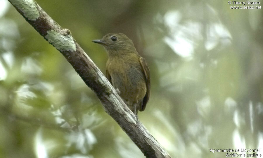 McConnell's Flycatcher