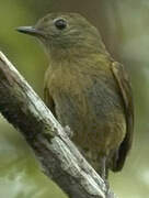 McConnell's Flycatcher