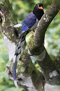 Red-billed Blue Magpie