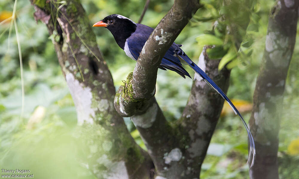 Red-billed Blue Magpieadult, identification