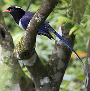 Red-billed Blue Magpie