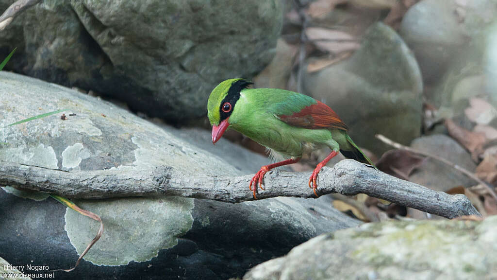 Indochinese Green Magpieadult, identification