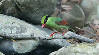 Indochinese Green Magpie