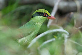 Indochinese Green Magpie