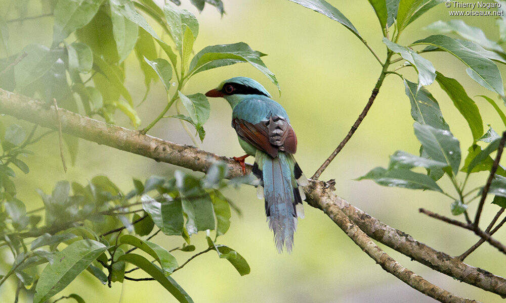 Pirolle verte