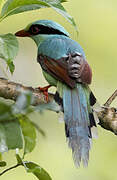 Common Green Magpie