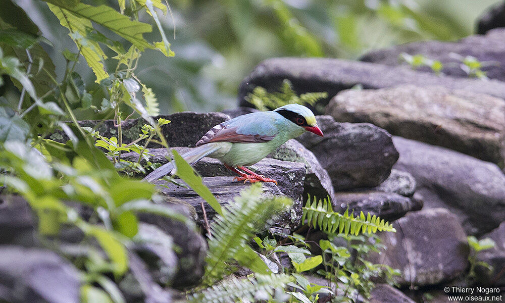 Common Green Magpie