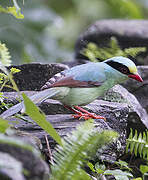 Common Green Magpie