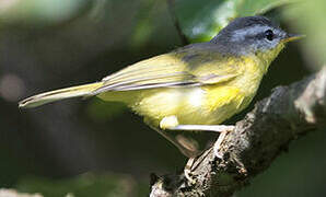 Grey-hooded Warbler