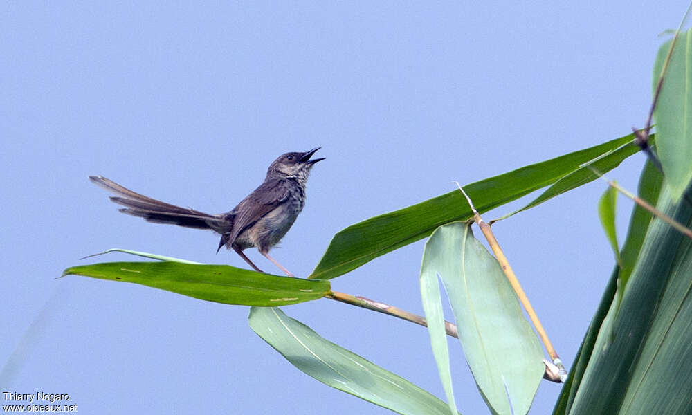 Prinia crinigère