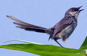 Striated Prinia